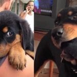 Rottweilers Owners