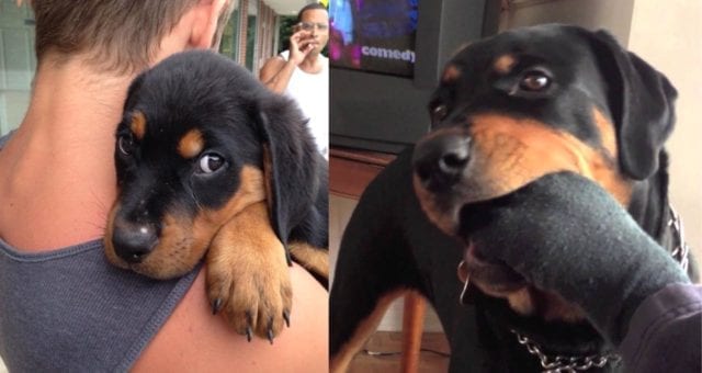 Rottweilers Owners