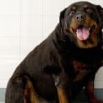Obese Rottweiler