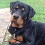 Rottweiler