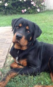 Rottweiler 