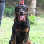 rottweiler trick