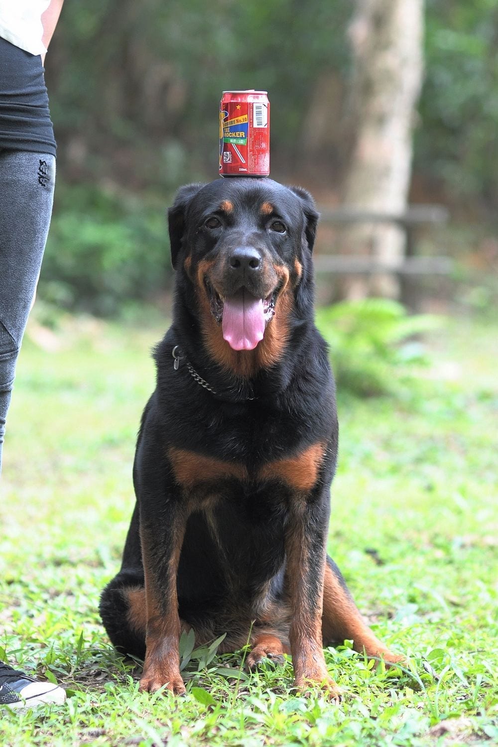 rottweiler trick