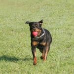 Rottweiler playing