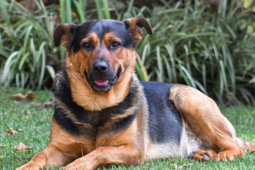 Rottweiler And Shepherd Mix