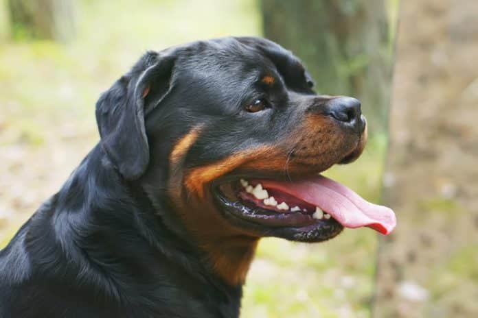 Rottweiler's life Rottweiler's life