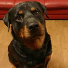 Rottweiler