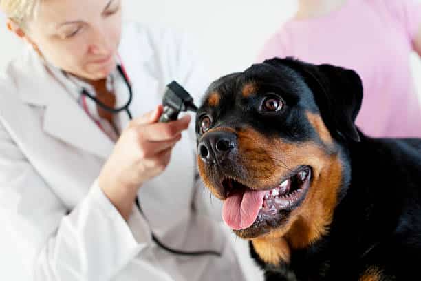 Rottweiler Health and Grooming