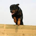 jumping rottweiler