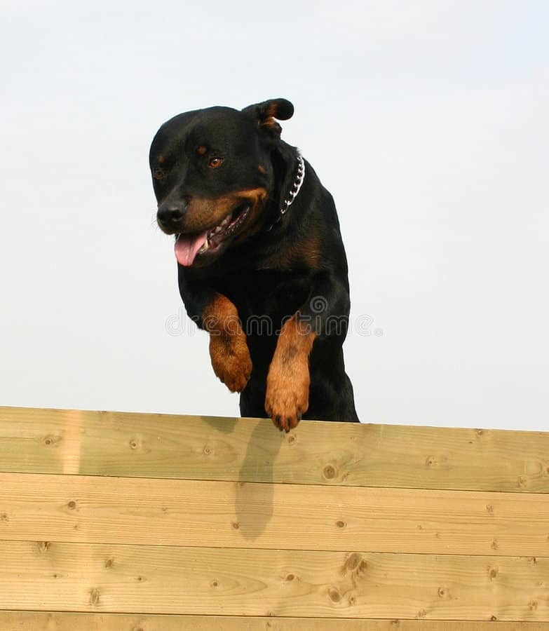 Here are 9 Smart Tricks to tire out your Rottweiler 5 jumping rottweiler