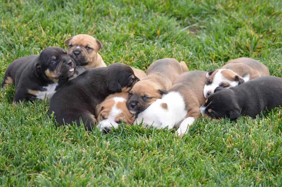 Pitbull and Rottweiler puppies