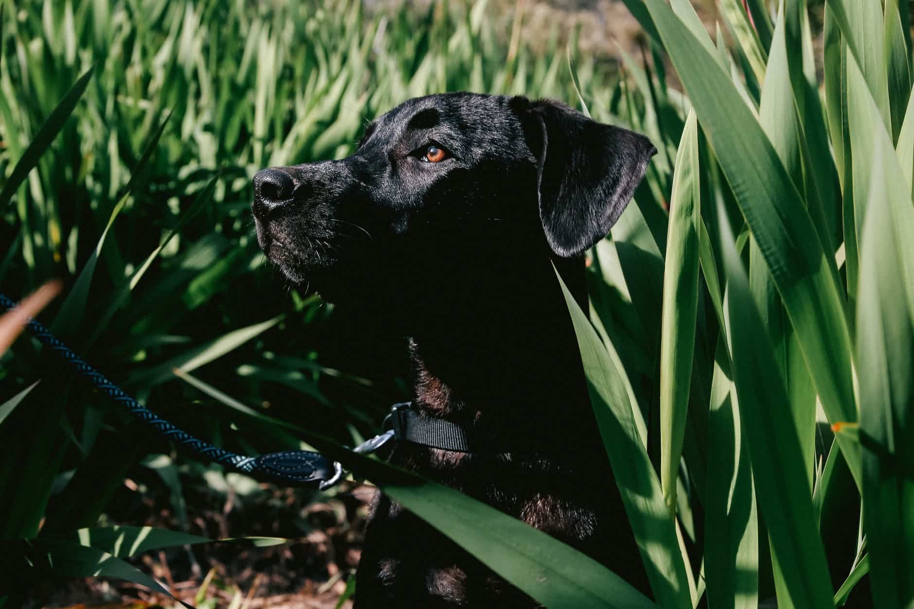 Rottweiler lab mix