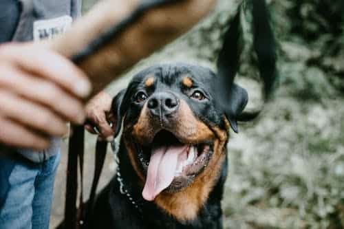 Rottweiler Pit mix