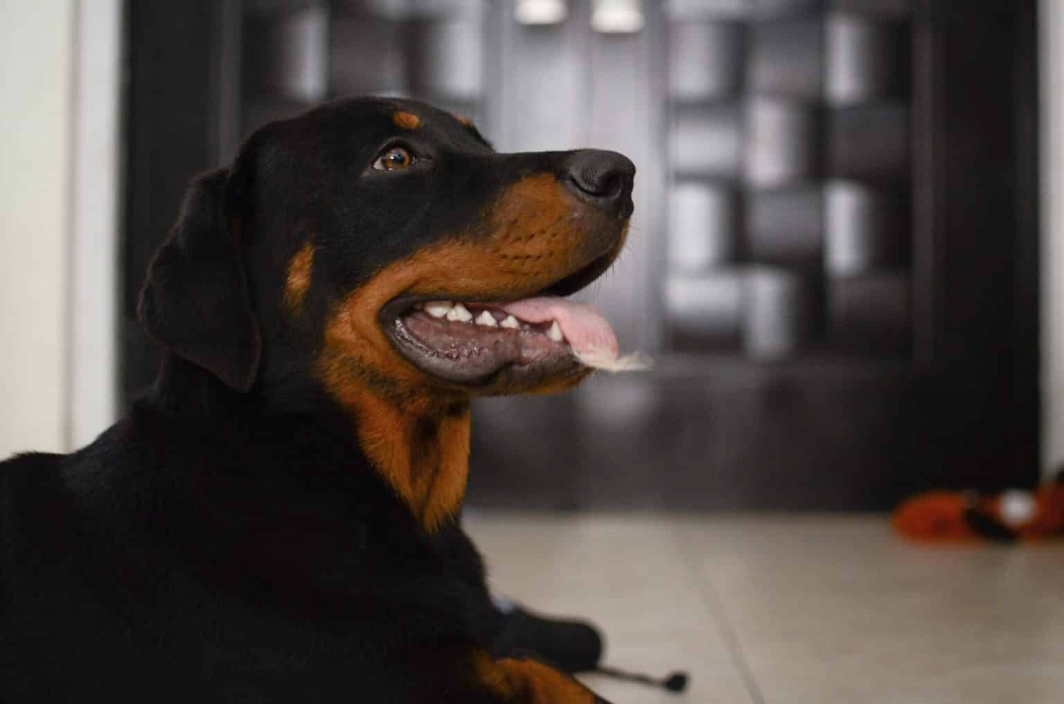 What Are Some Of The Most Common Rottweiler Allergies? Rottweiler Life