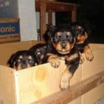 picture-of-rottweiler-puppies-in-a-big-box