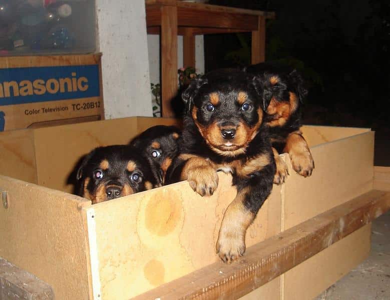 cute rottweilers