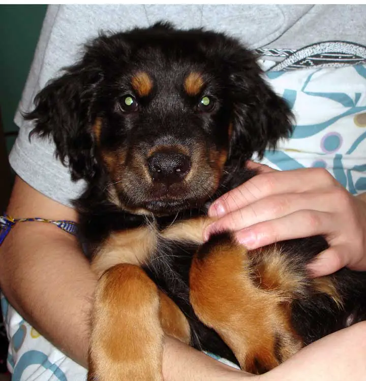 Rottweiler and Chow Mix