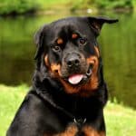 Rottweiler