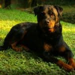 rottweiler-684880_960_720