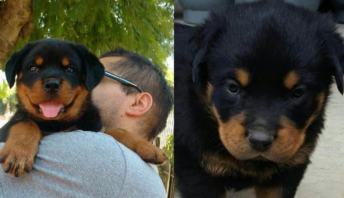 rottweiler love