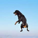 rottweiler jump