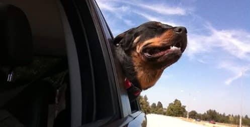 Rottweiler car trips