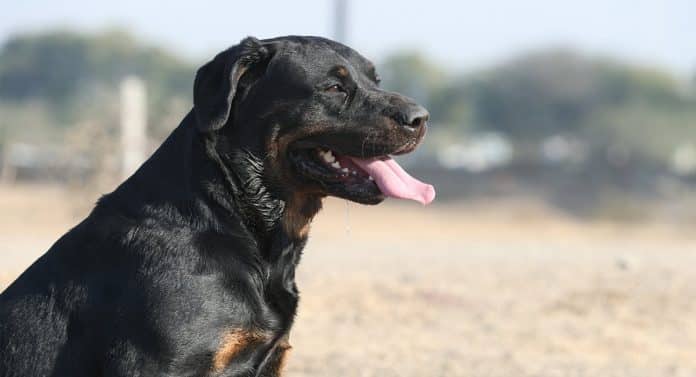 Rottweiler lab mix