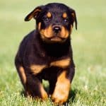 rottweiler-pup-looking-at-the-camera3