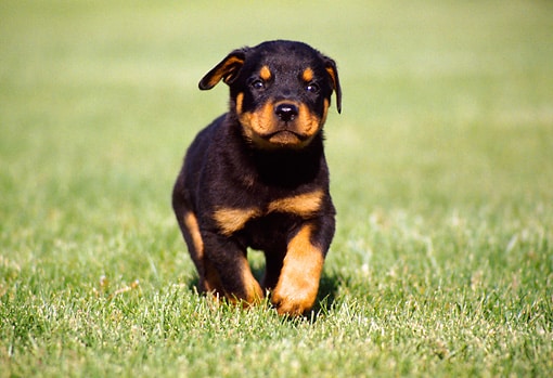 cute rottweilers