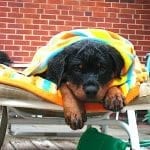 rottweiler-pup-under-the-towel1