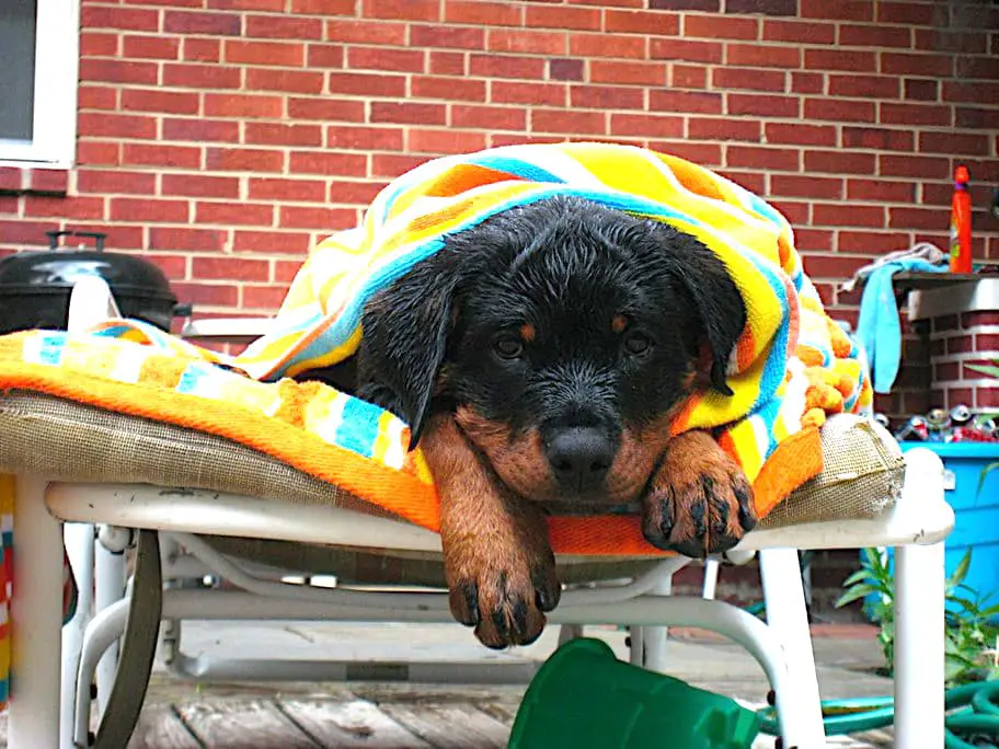 cute rottweilers