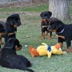 rottweiler-puppies-playing-in-the-back-yard1