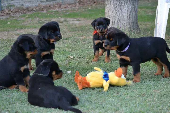 cute rottweilers