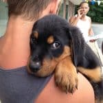 rottweiler-puppy