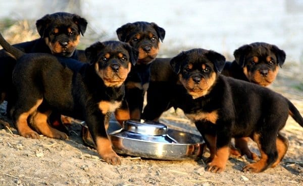 adopting a rottweiler puppy