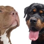 rottweiler-vs-pitbull-long