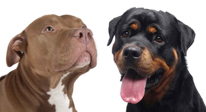 rottweiler-vs-pitbull-long Pitweiler