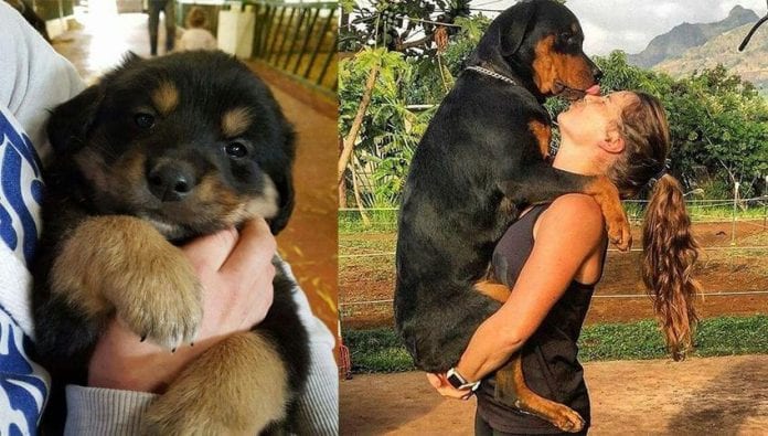 rottweilers rottweilers