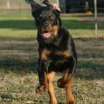 rottweiler running