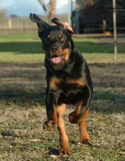 rottweiler running