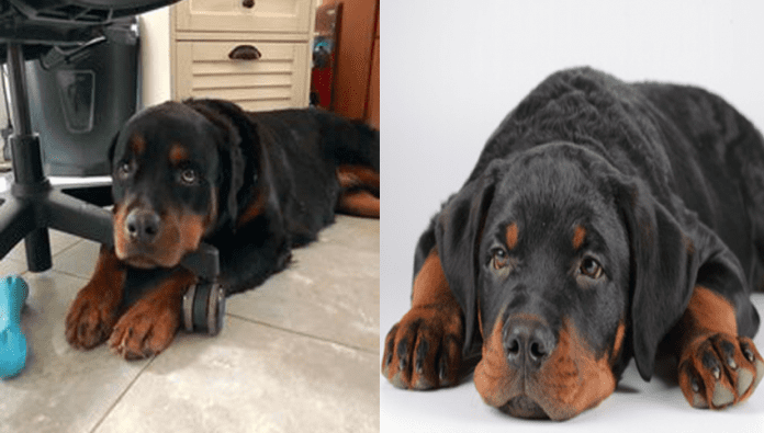 rotweiller Rottweiler licking