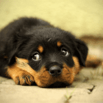 thumb2-4k-rottweiler-dog-cute-dog-puppy-pets