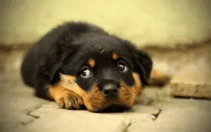 Do You Think Rottweilers Are Dangerous Rottweiler Life