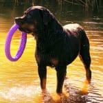 rottweiler tug