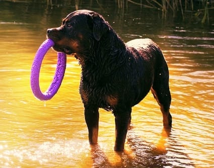 rottweiler tug