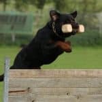 Rottweiler exercise