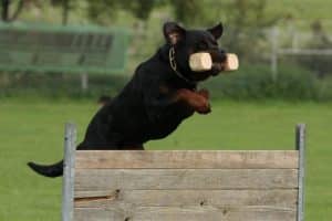 Rottweiler exercise 