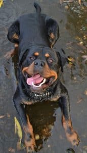 Therapy Rottweiler