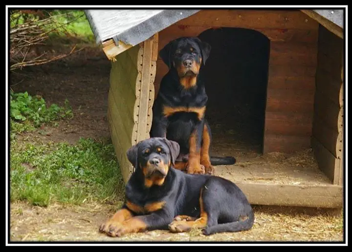 rottweiler facts