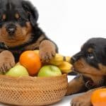 Rottweiler diet